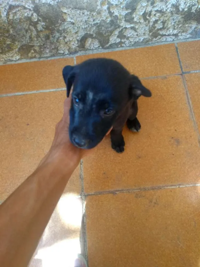 Cachorro ra a Vira Lata idade Abaixo de 2 meses nome Taz e Lia