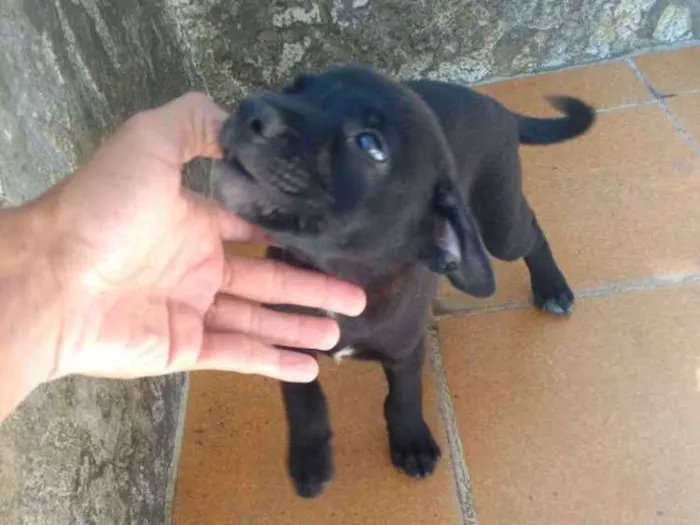 Cachorro ra a Vira Lata idade Abaixo de 2 meses nome Taz e Lia