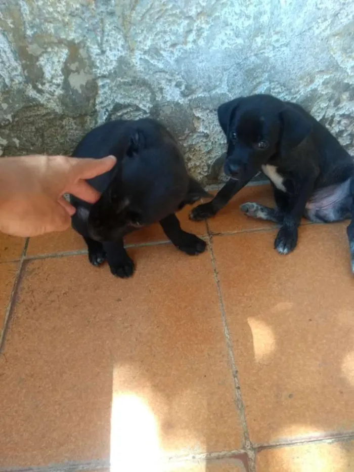 Cachorro ra a Vira Lata idade Abaixo de 2 meses nome Taz e Lia