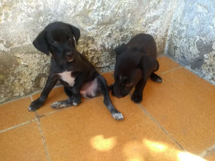 Cachorro ra a Vira Lata idade Abaixo de 2 meses nome Taz e Lia