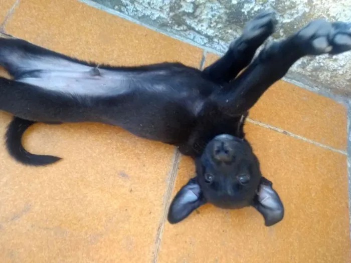 Cachorro ra a Vira Lata idade Abaixo de 2 meses nome Taz e Lia