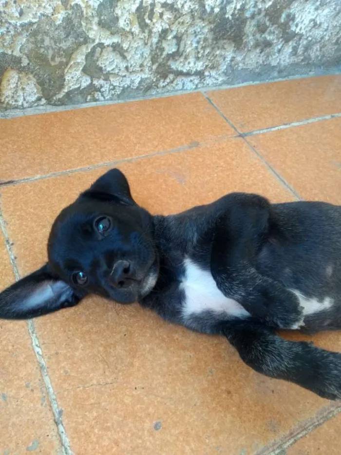 Cachorro ra a Vira Lata idade Abaixo de 2 meses nome Taz e Lia