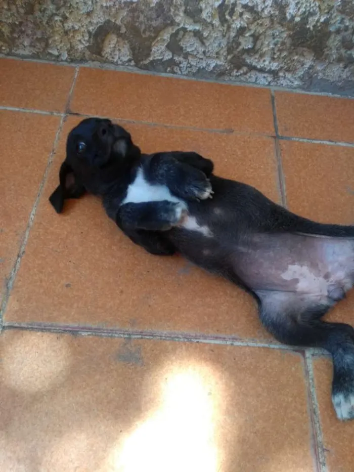 Cachorro ra a Vira Lata idade Abaixo de 2 meses nome Taz e Lia