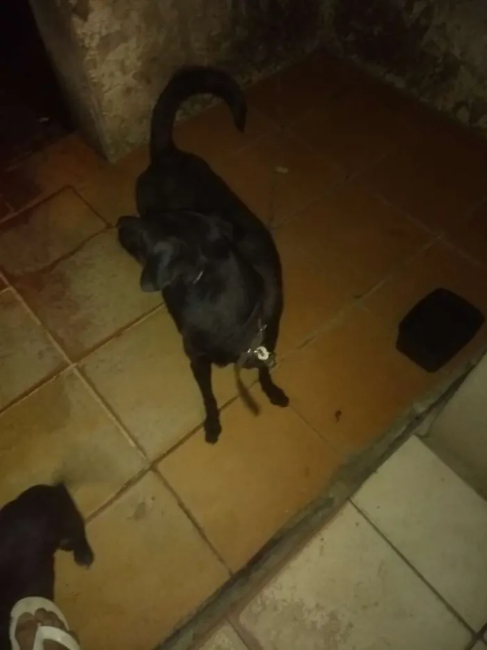 Cachorro ra a Vira Lata idade 5 anos nome Nina