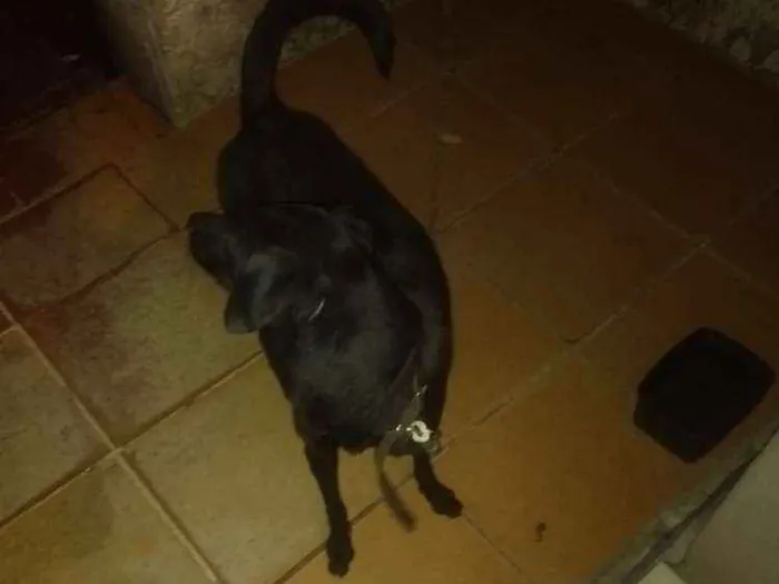 Cachorro ra a Vira Lata idade 5 anos nome Nina