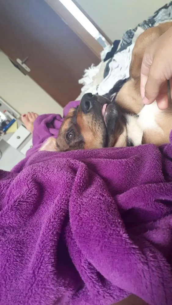 Cachorro ra a Vira Lata idade 2 a 6 meses nome Frida e Capitu