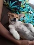 Frida e Capitu