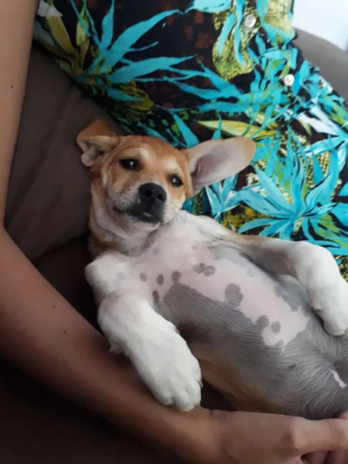 Cachorro ra a Vira Lata idade 2 a 6 meses nome Frida e Capitu