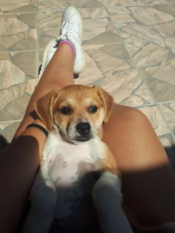 Cachorro ra a Vira Lata idade 2 a 6 meses nome Frida e Capitu