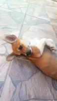 Frida e Capitu