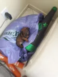 Frida e Capitu