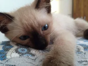 Gato raça srd idade 2 a 6 meses nome Crys