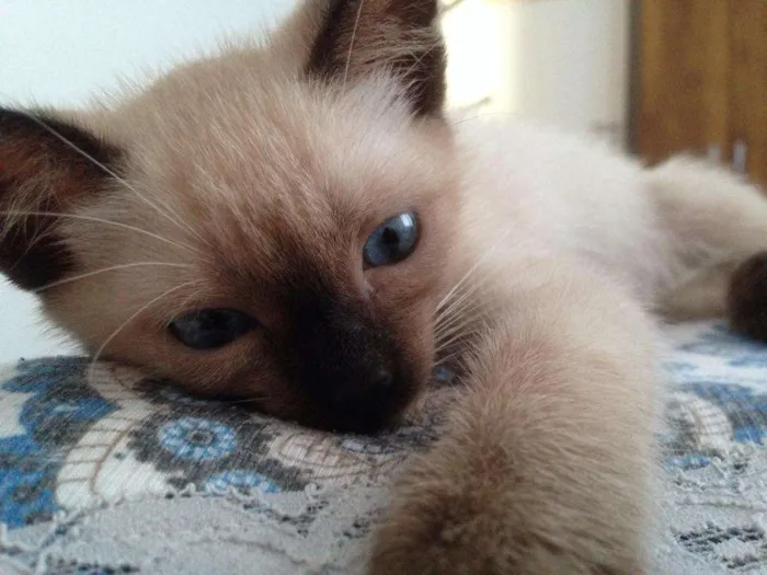 Gato ra a srd idade 2 a 6 meses nome Crys
