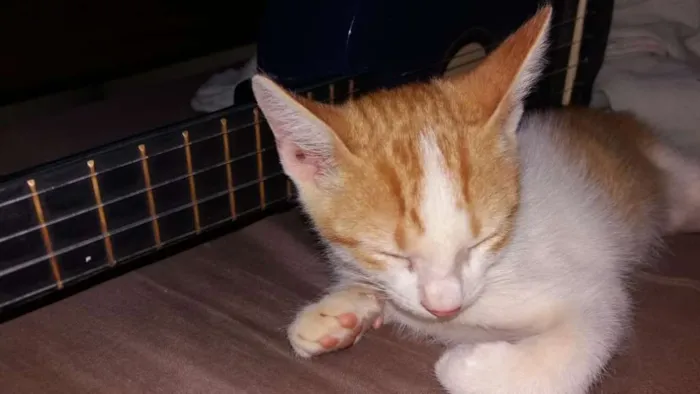 Gato raça  idade 2 a 6 meses nome Carly, Sam e Freddie