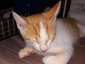 Gato raça  idade 2 a 6 meses nome Carly, Sam e Freddie