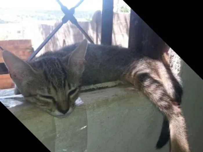 Gato raça  idade 2 a 6 meses nome Carly, Sam e Freddie