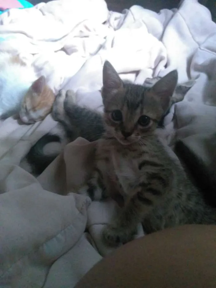 Gato raça  idade 2 a 6 meses nome Carly, Sam e Freddie