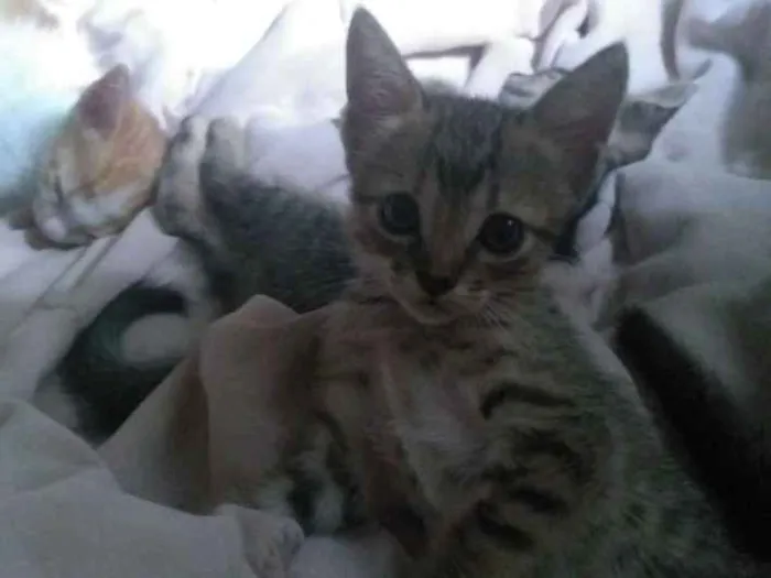 Gato raça  idade 2 a 6 meses nome Carly, Sam e Freddie