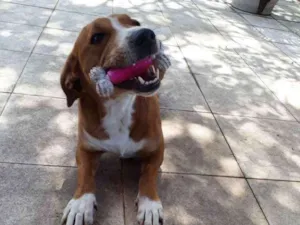 Cachorro raça SRD idade 2 anos nome Capuccino