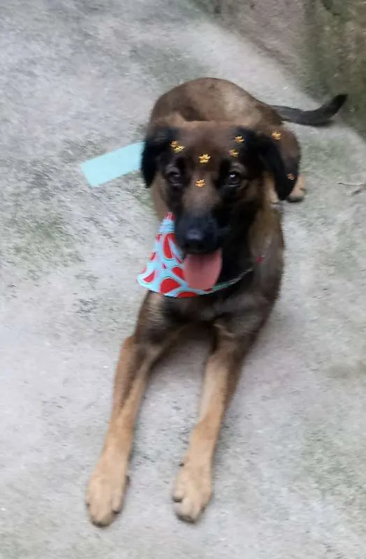 Cachorro raça SRD idade 1 ano nome Sem Nome