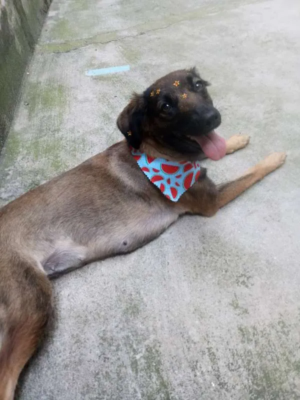 Cachorro raça SRD idade 1 ano nome Sem Nome