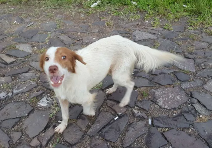 Cachorro ra a sem raça idade 1 ano nome sem nome