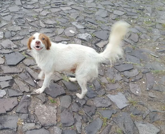 Cachorro ra a sem raça idade 1 ano nome sem nome