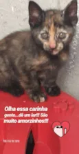 Lino, Lana, Juca