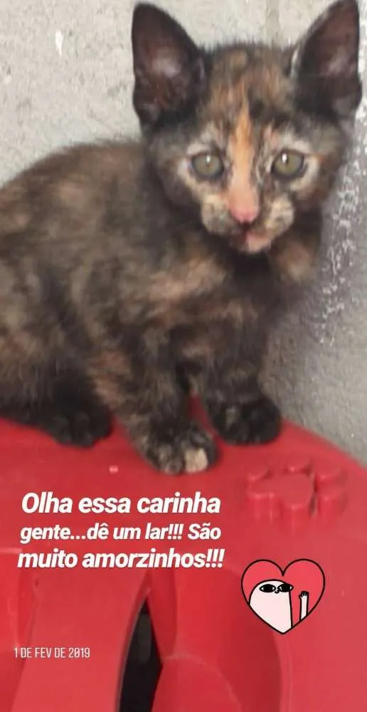Gato ra a  idade Abaixo de 2 meses nome Lino, Lana, Juca