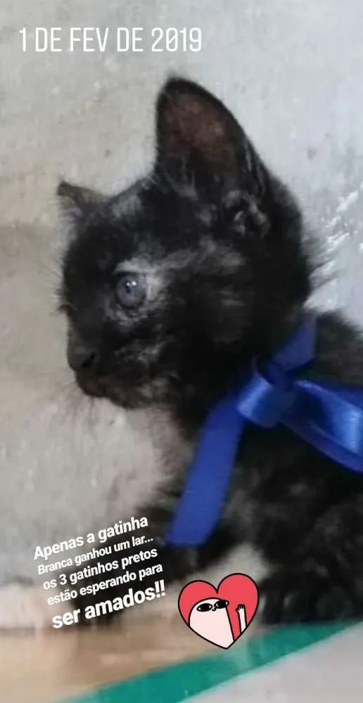 Gato ra a  idade Abaixo de 2 meses nome Lino, Lana, Juca