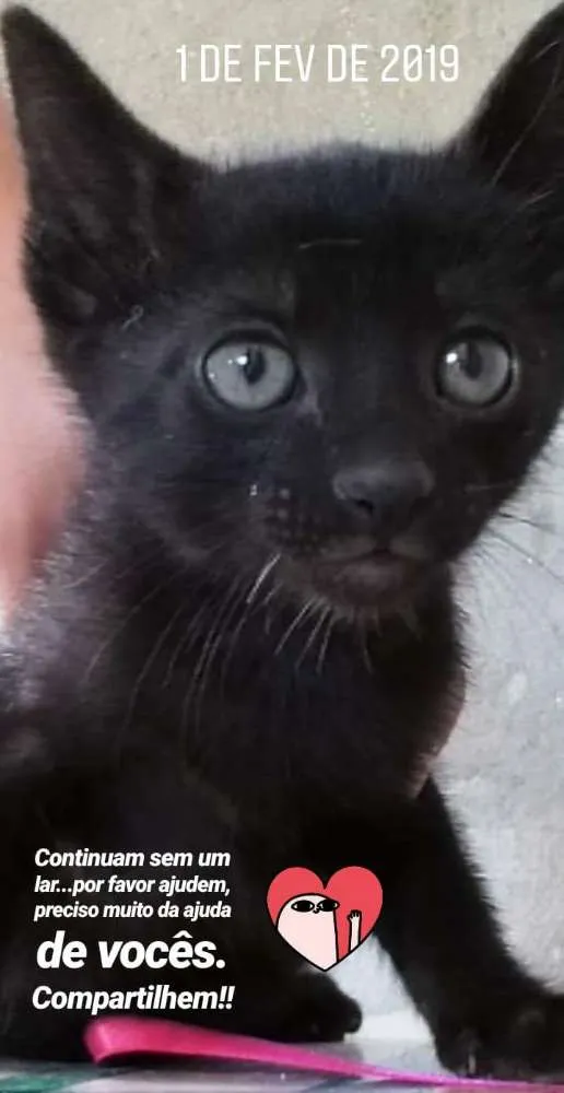 Gato ra a  idade Abaixo de 2 meses nome Lino, Lana, Juca