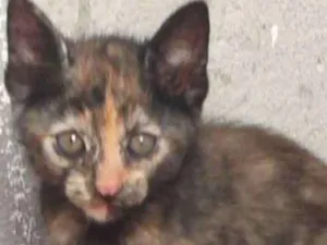 Gato raça  idade Abaixo de 2 meses nome Lino, Lana, Juca
