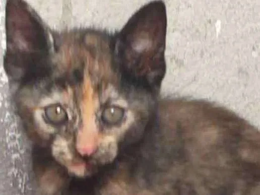 Gato ra a  idade Abaixo de 2 meses nome Lino, Lana, Juca