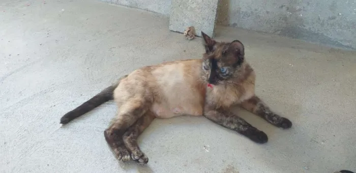 Gato ra a Sem raça definida.  idade 1 ano nome Xena