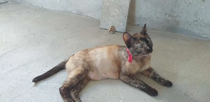 Gato ra a Sem raça definida.  idade 1 ano nome Xena