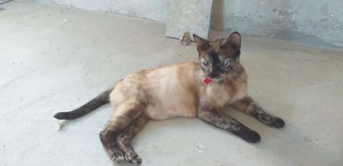Gato ra a Sem raça definida.  idade 1 ano nome Xena