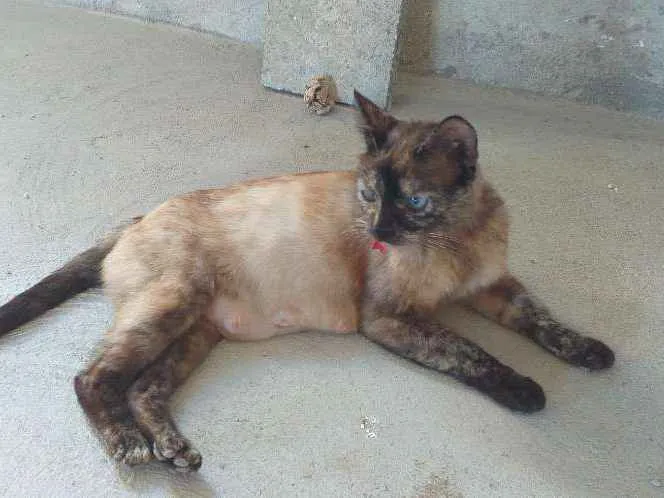 Gato ra a Sem raça definida.  idade 1 ano nome Xena