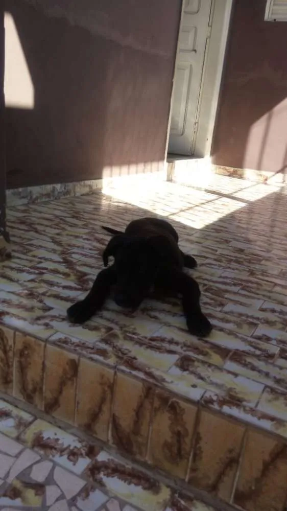 Cachorro ra a Sem raca idade 2 a 6 meses nome Leo