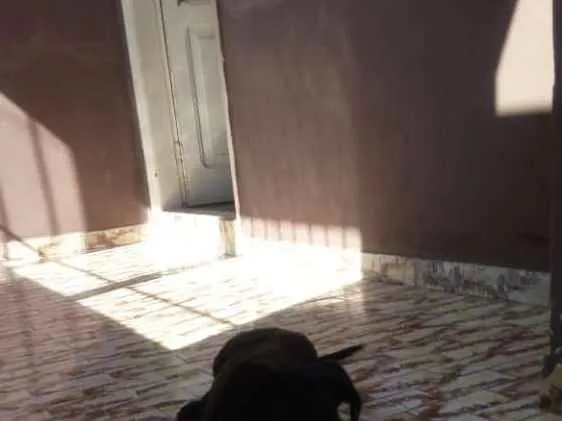 Cachorro ra a Sem raca idade 2 a 6 meses nome Leo