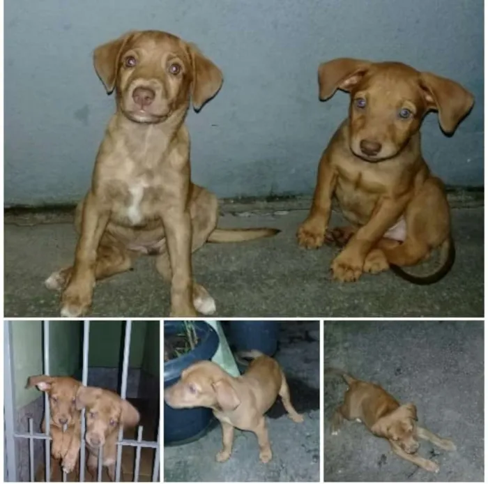 Cachorro ra a Vira latas idade Abaixo de 2 meses nome Não tem 
