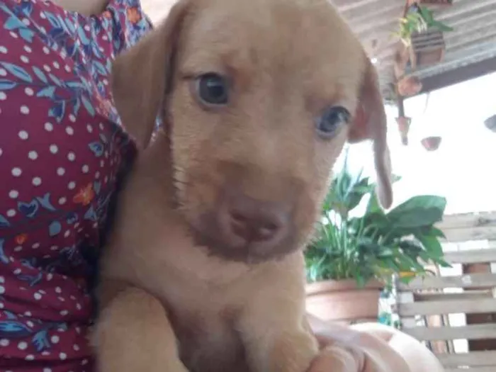 Cachorro ra a Vira lata idade Abaixo de 2 meses nome Sem nome