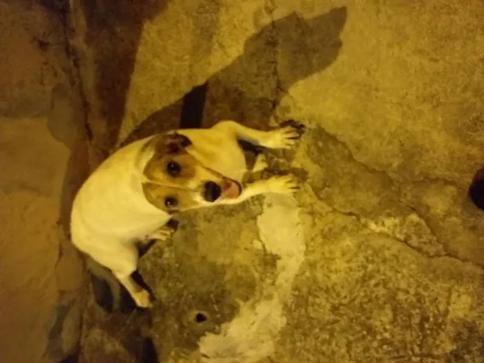 Cachorro ra a Não sei idade  nome Snopp