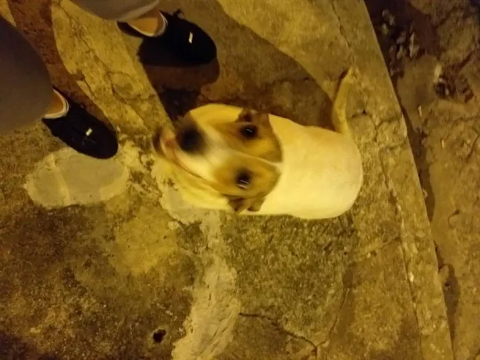 Cachorro ra a Não sei idade  nome Snopp