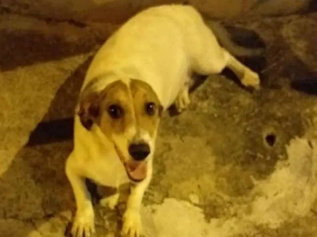 Cachorro ra a Não sei idade  nome Snopp