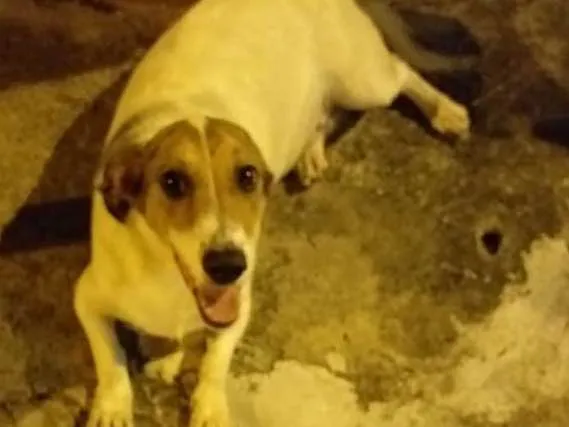 Cachorro ra a Não sei idade  nome Snopp