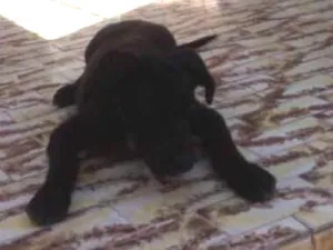 Cachorro raça Sem raca idade 2 a 6 meses nome Leo