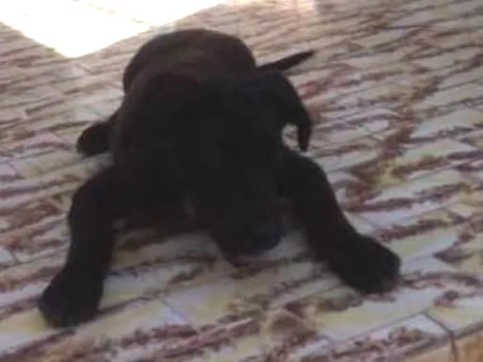 Cachorro ra a Sem raca idade 2 a 6 meses nome Leo