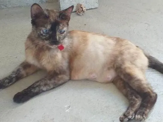 Gato ra a Sem raça definida.  idade 1 ano nome Xena
