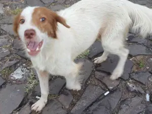 Cachorro raça sem raça idade 1 ano nome sem nome