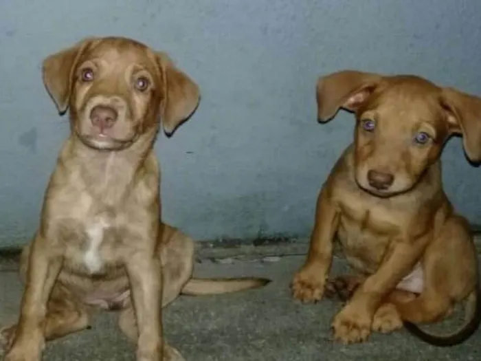 Cachorro ra a Vira latas idade Abaixo de 2 meses nome Não tem 